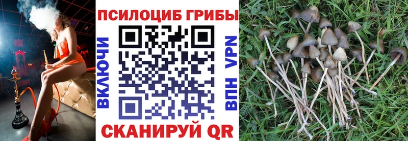 Галлюциногенные грибы Psilocybe  где найти   Костомукша 